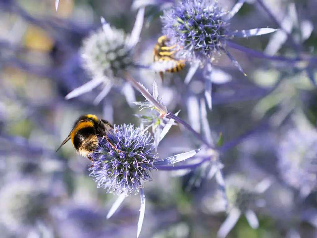 Das Flachblatt-Mannstreu (Eryngium planum) ist in Mittel-, Südost- und Osteuropa sowie in Asien weitverbreitet und eine beliebte Trachtpflanze.